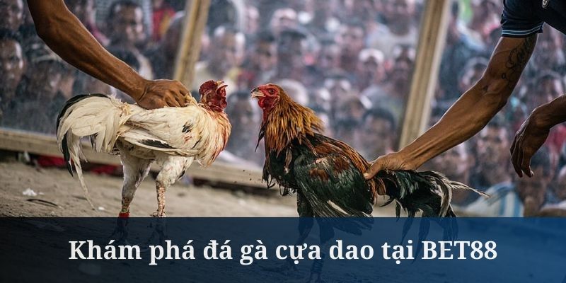 Đá gà cựa dao