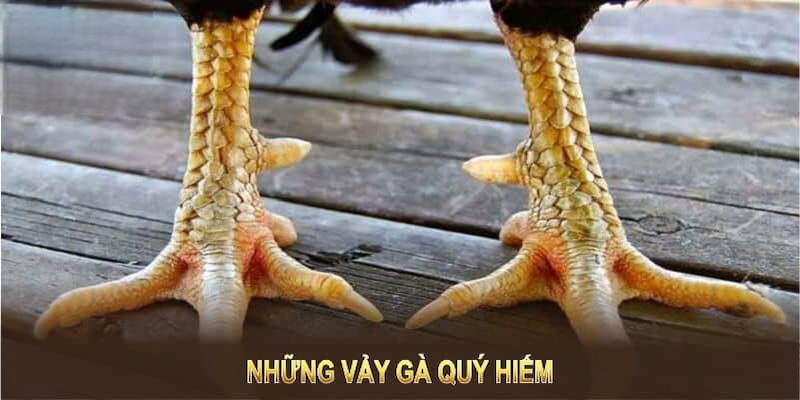 vảy gà quý